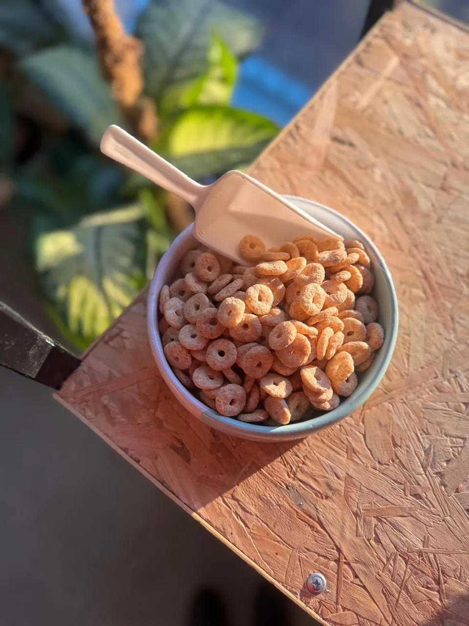Aritos de miel