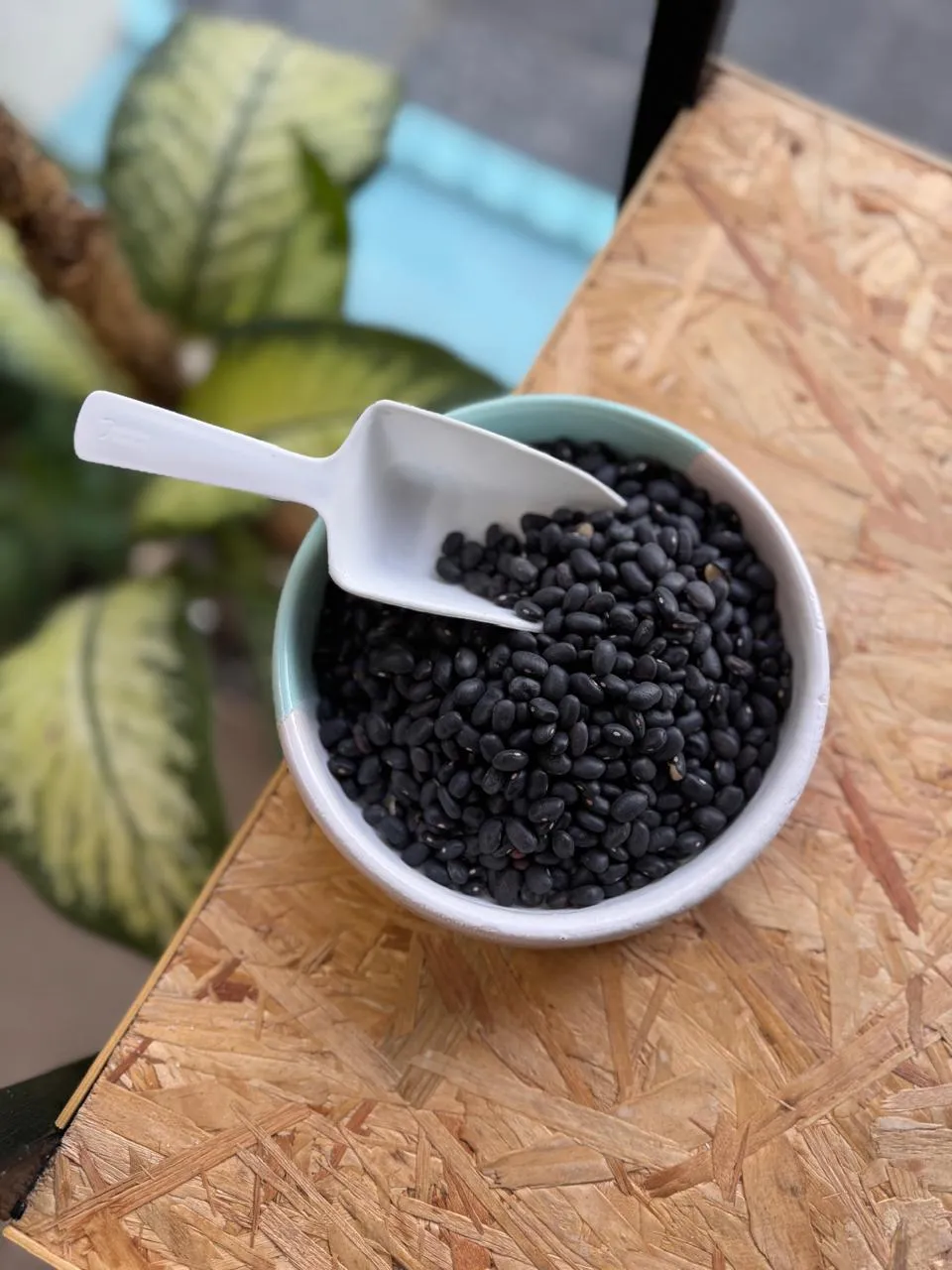 Poroto negro